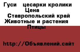 Гуси , цесарки кролики  › Цена ­ 800 - Ставропольский край Животные и растения » Птицы   